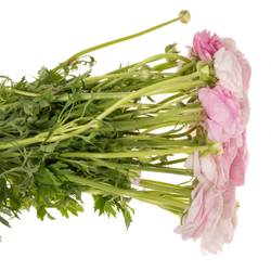 Ranunkel rosa hell Elegance Pink 40cm x 30
