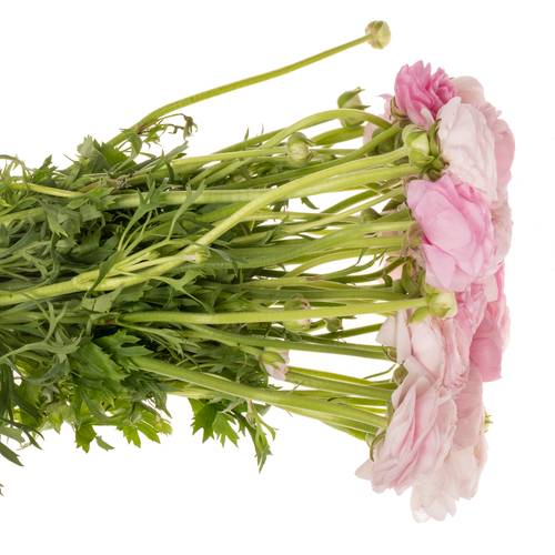 Ranunkel rosa hell Elegance Pink 40cm x 30