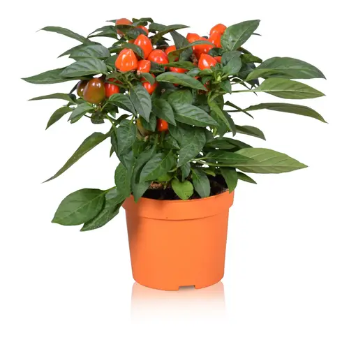 Capsicum orange Samba T12 H030