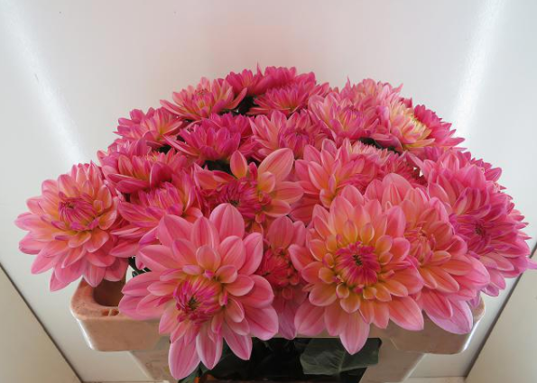 Dahlia dunkel rosa Magic 55cm