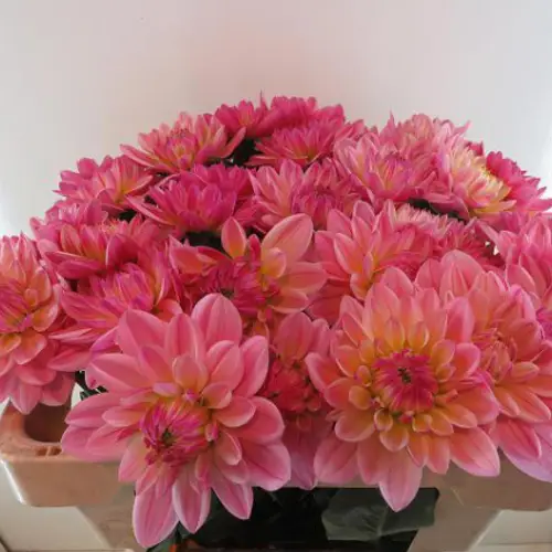 Dahlia dunkel rosa Magic 55cm