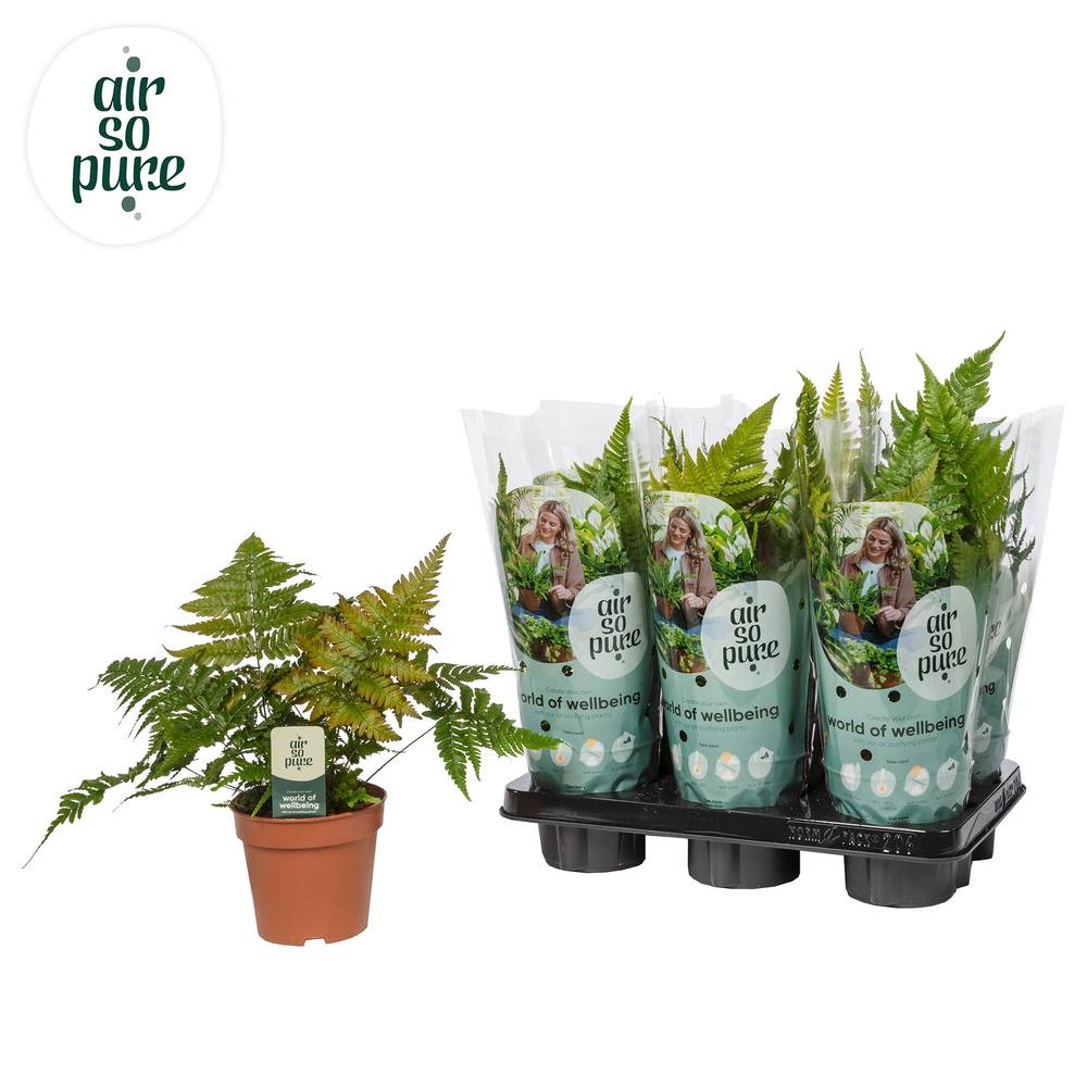Dryopteris Erythrosora T12 H035