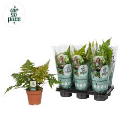 Dryopteris Erythrosora T12 H035