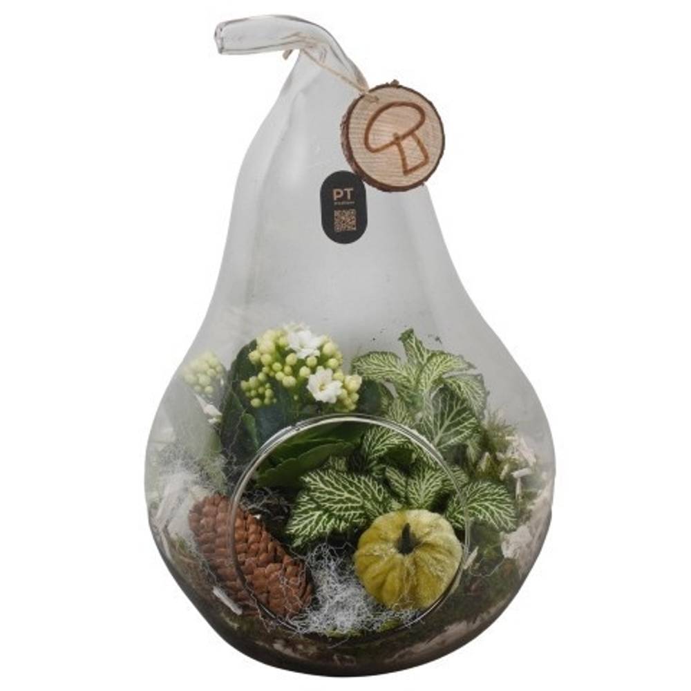 Kal.Arr PTHG8305 Herbst T17 H031