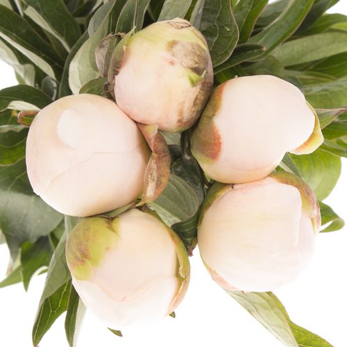 Pfingstrose salmon Chiffon 60cm