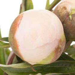 Pfingstrose salmon Chiffon 60cm