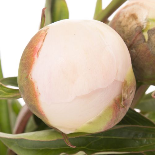 Pfingstrose salmon Chiffon 60cm