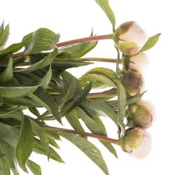 Pfingstrose salmon Chiffon 60cm