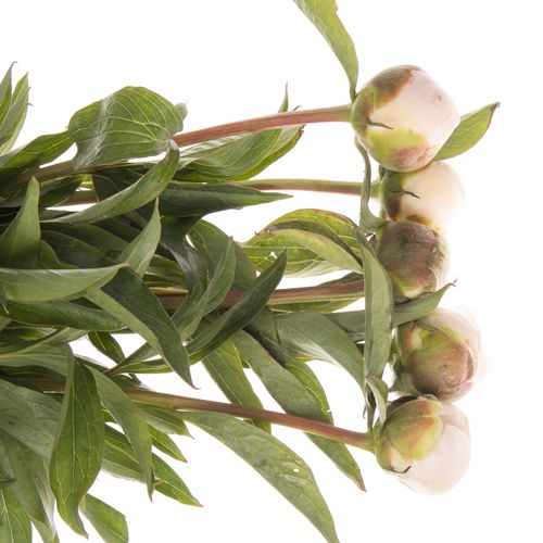 Pfingstrose salmon Chiffon 60cm