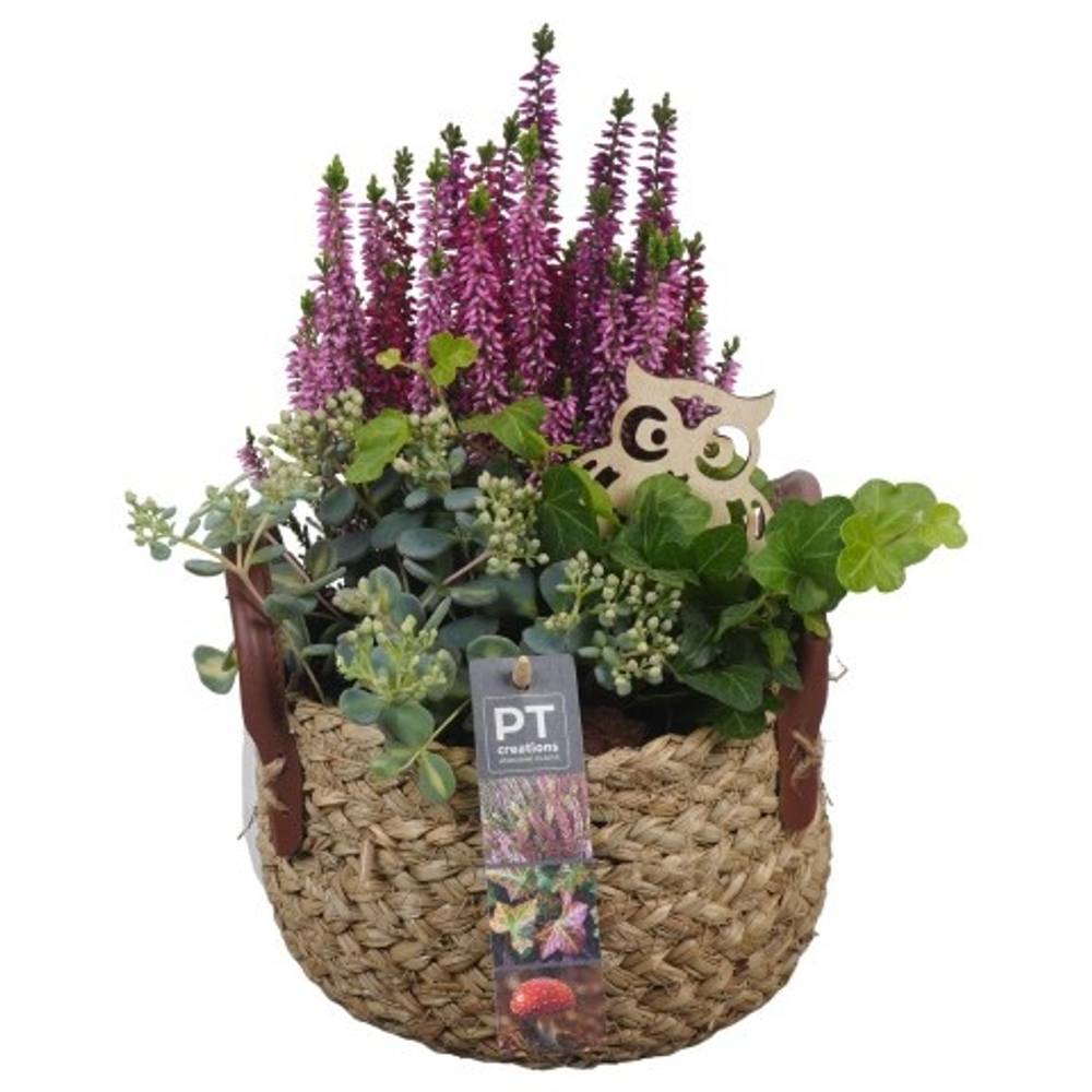 Garten.Arr PTHO4134 Herbst T17 H030