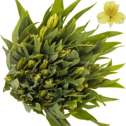 Alstroemerie gelb Cheesecake (Ecuador) 70cm