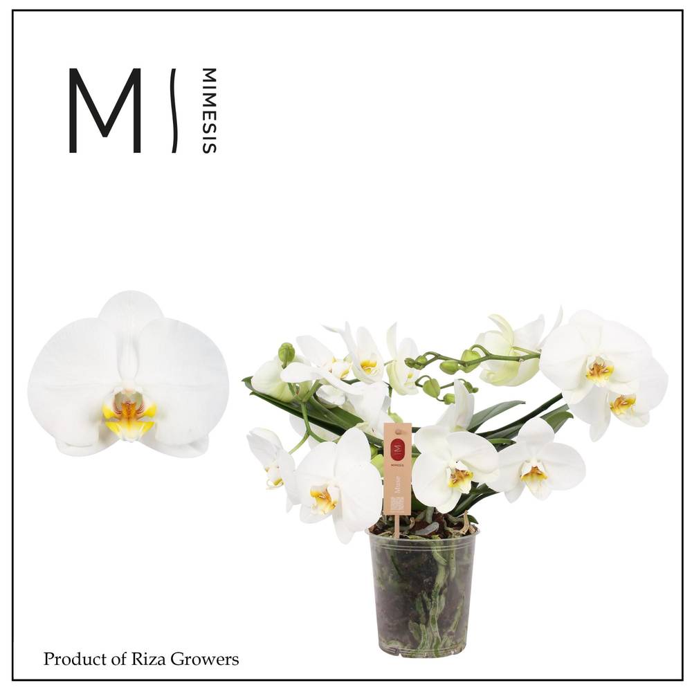 Phal.3-R weiss Mimesis Muse T12 H035