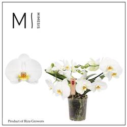 Phal.3-R weiss Mimesis Muse T12 H035