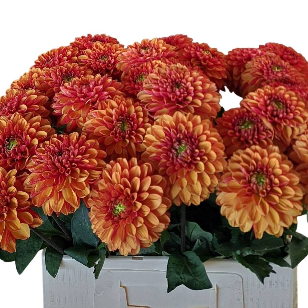 Dahlia orange Orange Fox 55cm