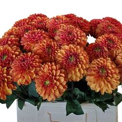 Dahlia orange Orange Fox 55cm