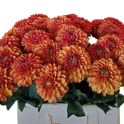Dahlia orange Orange Fox 55cm