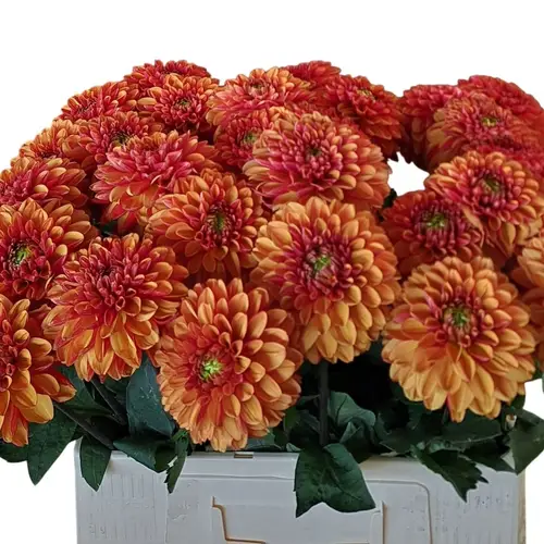 Dahlia orange Orange Fox 55cm
