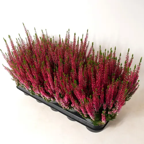 Calluna BL rot T12 H020