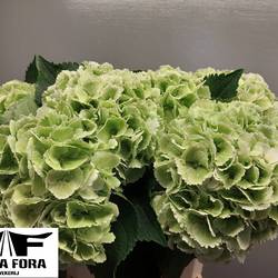 Hortensie hell grün Royal Princess Cl Bol 20cm 65cm
