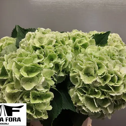 Hortensie hell grün Royal Princess cl Bol 20cm 65cm