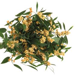 Euphorbia cognac Tros Kamm Blüte 15cm 80cm