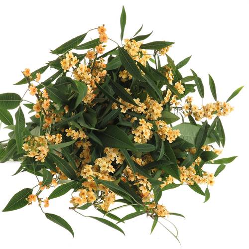 Euphorbia cognac Tros Kamm Blüte 15cm 80cm