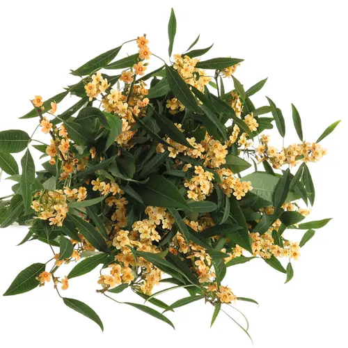 Euphorbia cognac Tros Kamm Blüte 15cm 80cm