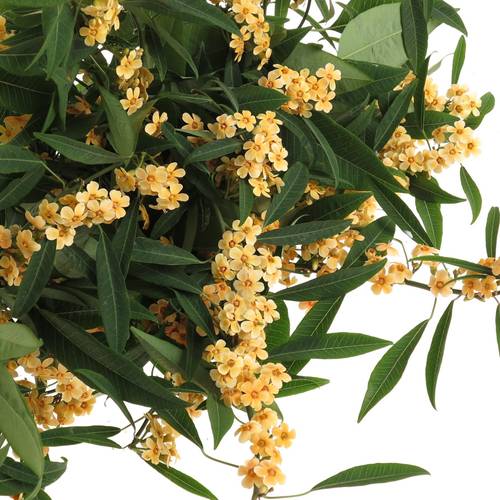 Euphorbia cognac Tros Kamm Blüte 15cm 80cm