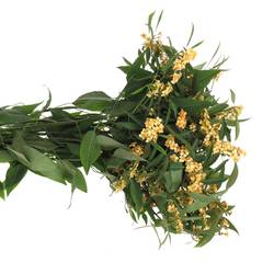 Euphorbia cognac Tros Kamm Blüte 15cm 80cm