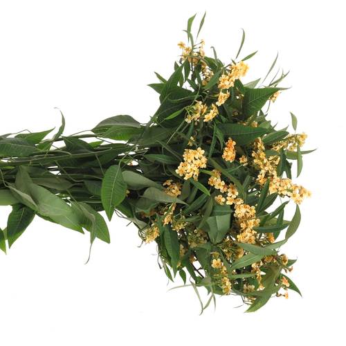 Euphorbia cognac Tros Kamm Blüte 15cm 80cm