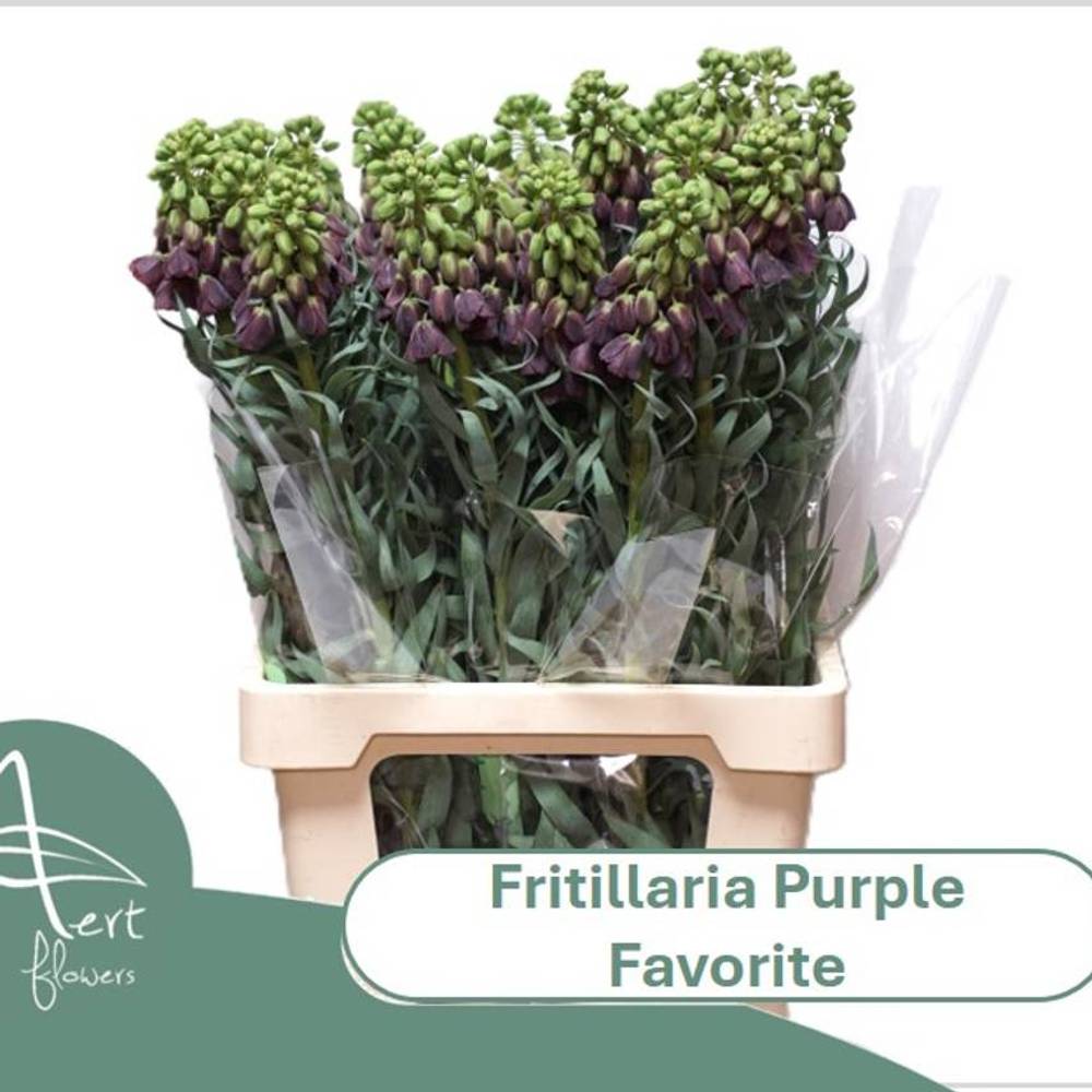 Fritilaria dunkel lila Purple Favorite 70cm