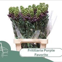 Fritilaria dunkel lila Purple Favorite 70cm