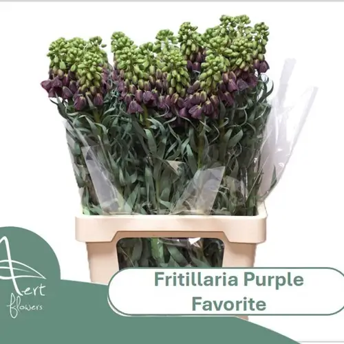 Fritilaria dunkel lila Purple Favorite 70cm
