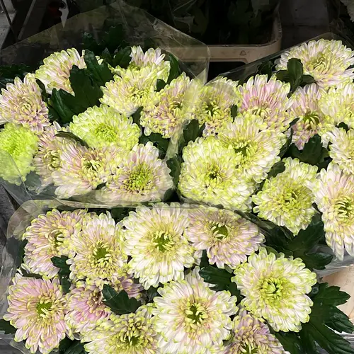 Chrys.Deko ws- h.grün-hrosa Rossano Lime 80+Gr DE