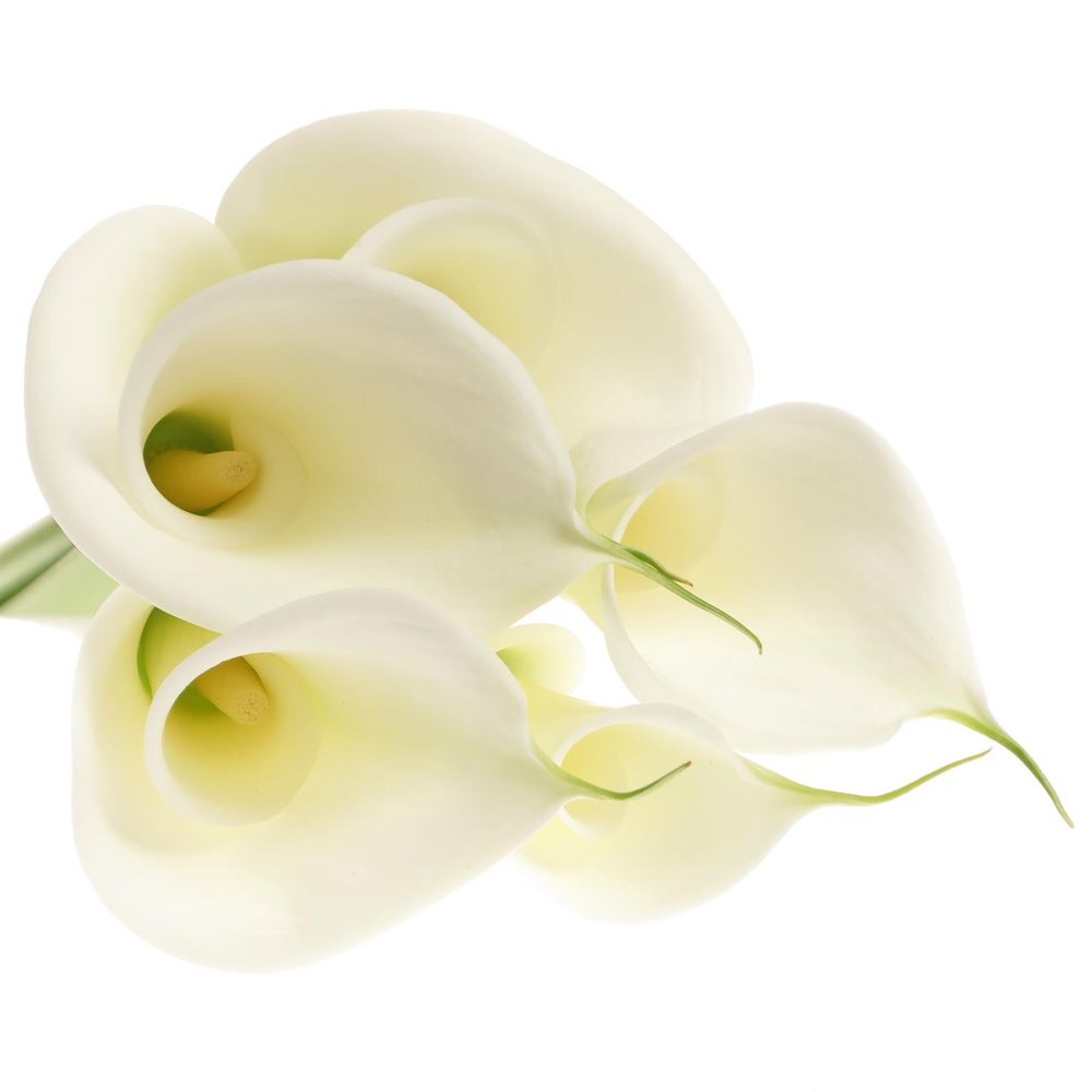 Calla weiss Avalanche 90cm Gross Blutig