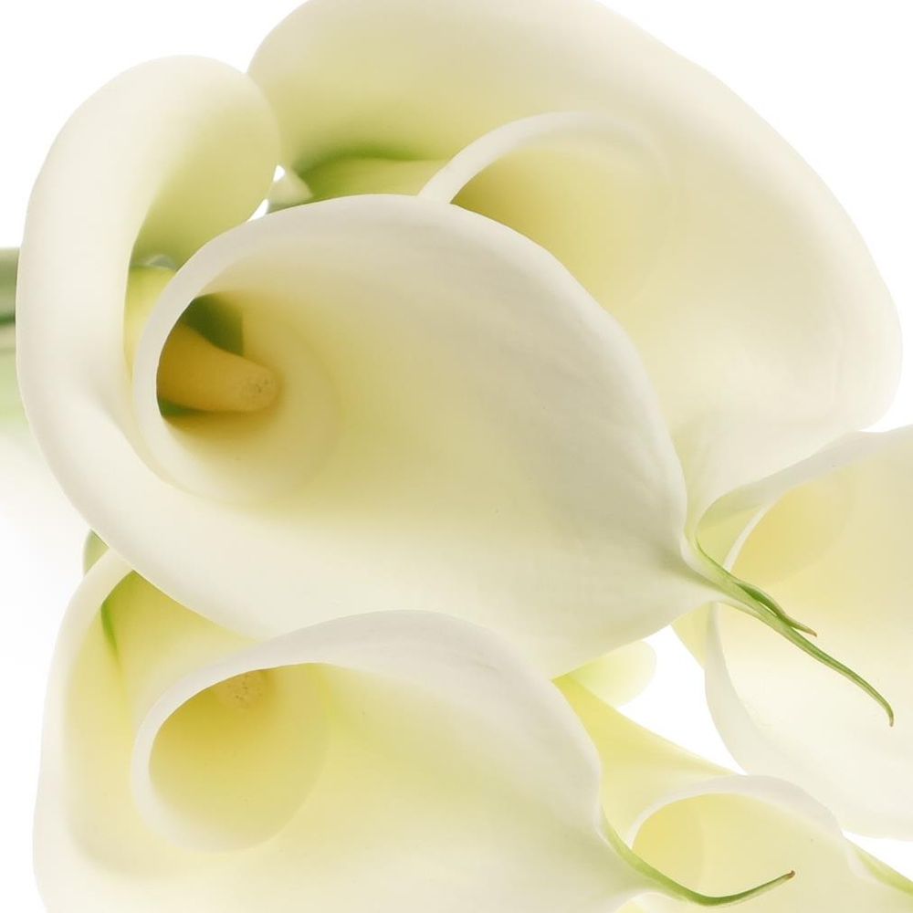 Calla weiss Avalanche 90cm Gross Blutig