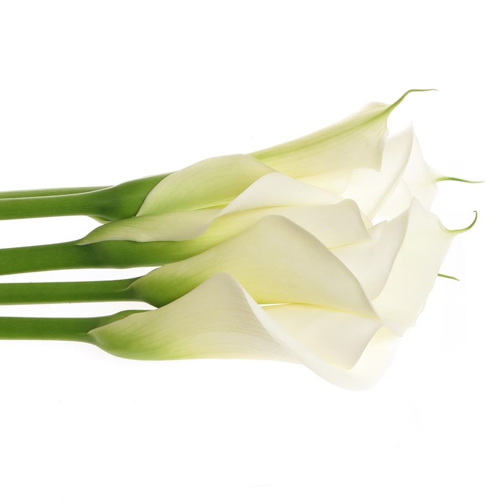 Calla weiss Avalanche 90cm Gross Blutig