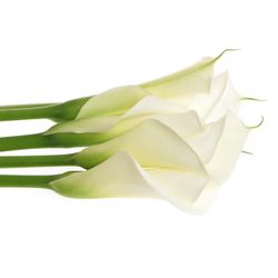 Calla weiss Avalanche 90cm Gross Blutig