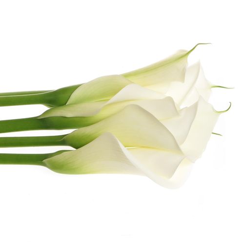 Calla weiss Avalanche 90cm Gross Blutig