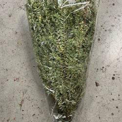 Myrthe Tarantino Gestreift