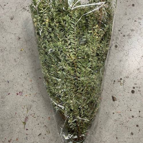 Myrthe Tarantino Gestreift