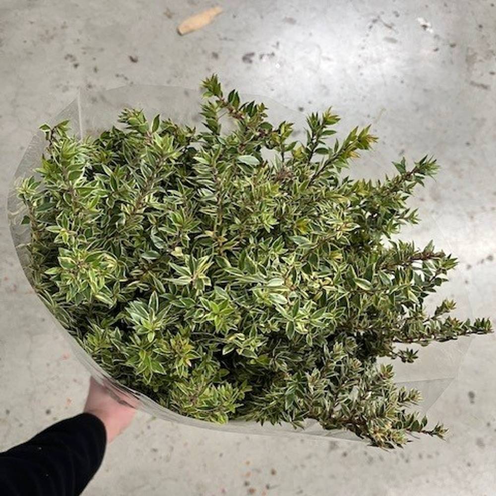 Myrthe Tarantino Gestreift