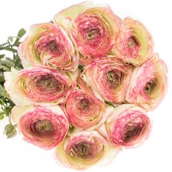 Ranunkel creme/rosa Cloni Felicidade Super 40cm