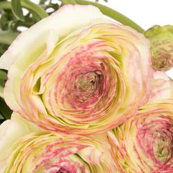 Ranunkel creme/rosa Cloni Felicidade Super 40cm