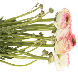 Ranunkel creme/rosa Cloni Felicidade Super 40cm