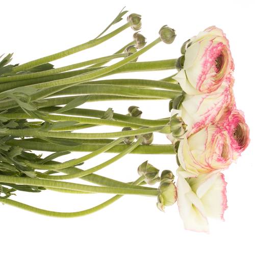 Ranunkel creme/rosa Cloni Felicidade Super 40cm