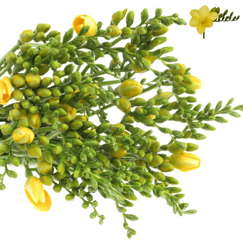 Freesie gelb Sunshine 20 Gramm