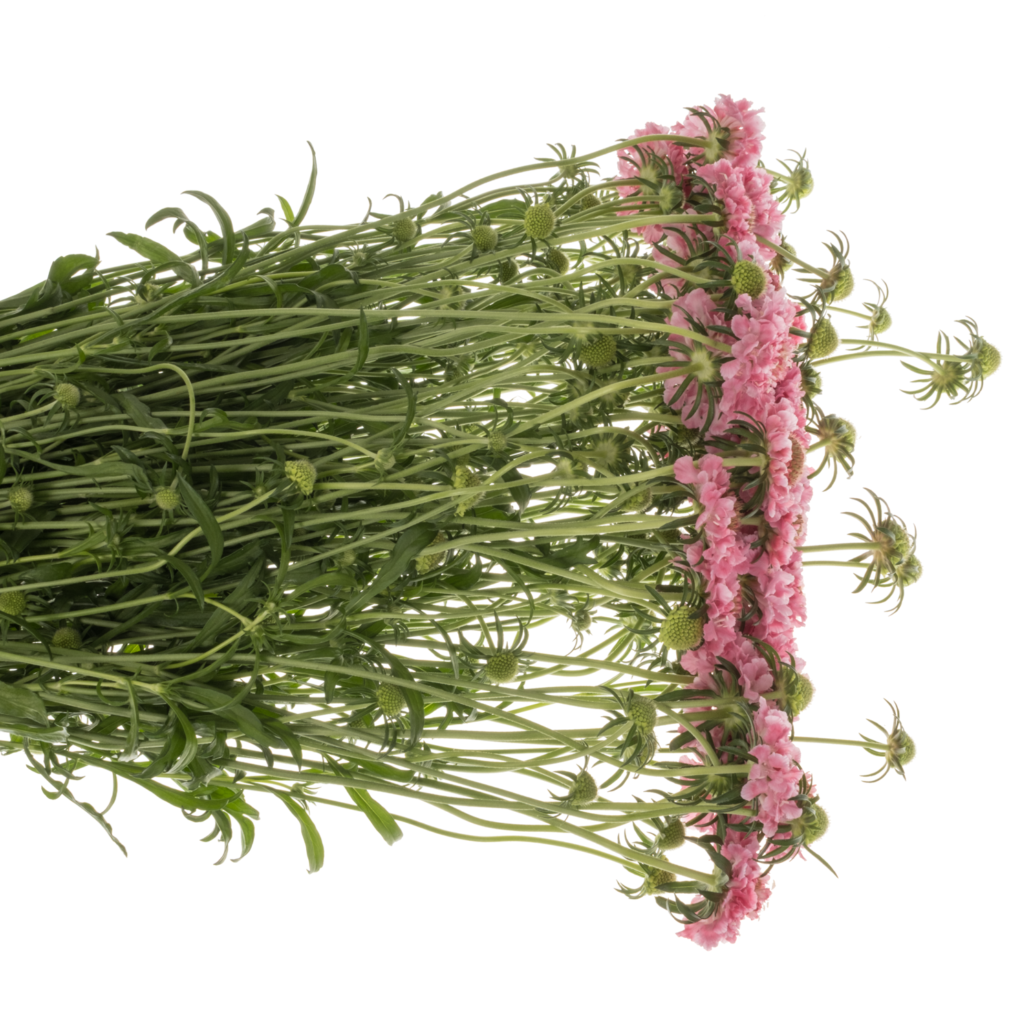 Scabiosa dunkel rosa Cotton Candy Scoop 70cm