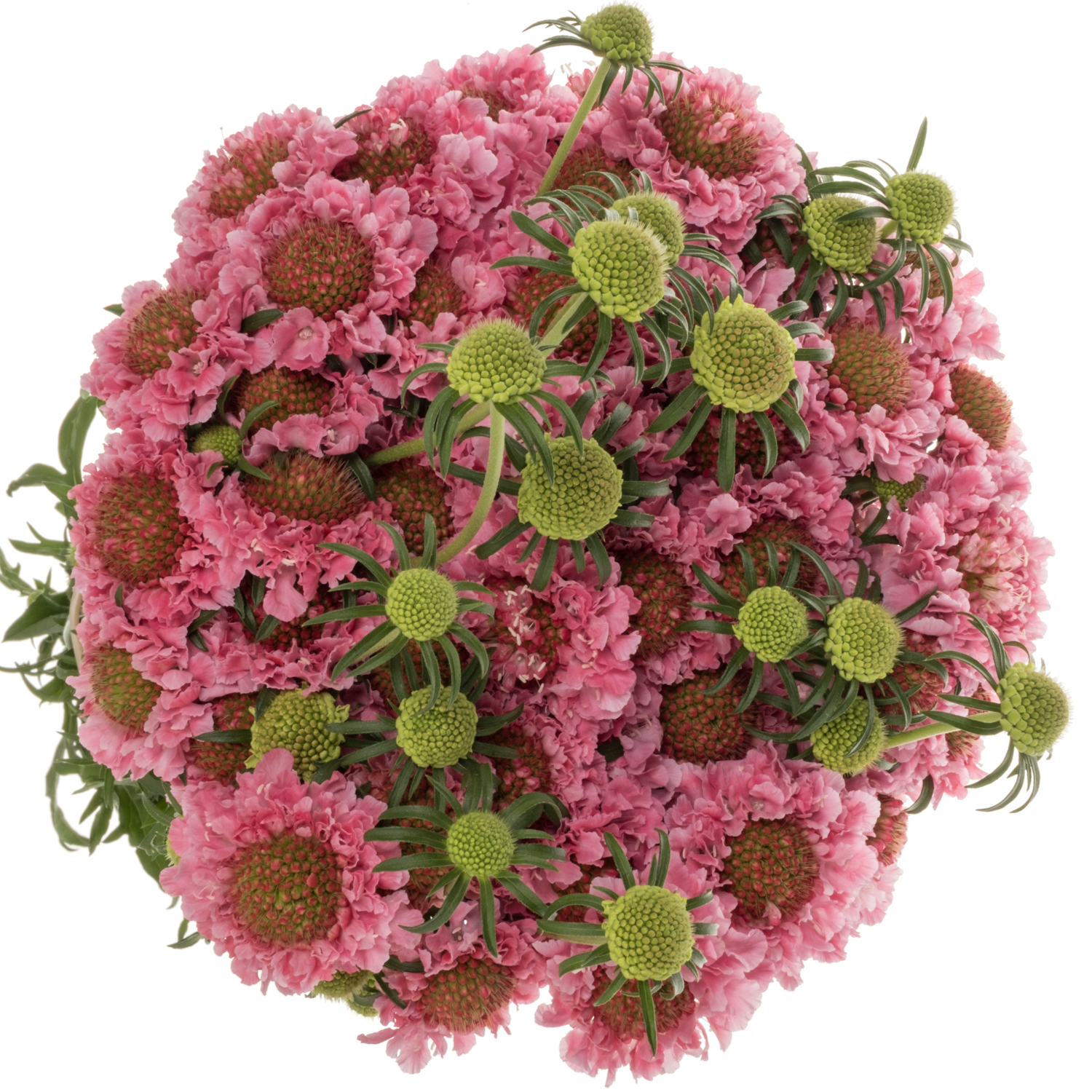 Scabiosa dunkel rosa Cotton Candy Scoop 70cm