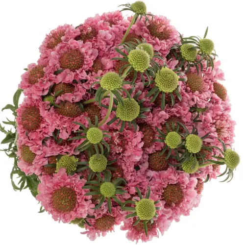 Scabiosa dunkel rosa Cotton Candy Scoop 70cm